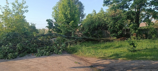 Шквалистый ветер повалил деревья в Тейкове и Тейковском районе